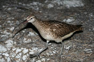 The globally threatened Bristle-Thighed Curlew winters on Pacific islands. (Photo: Ray Pierce)