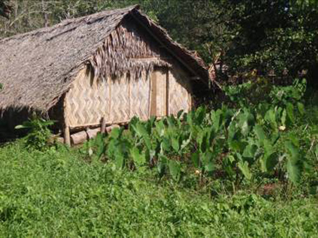 A Traditional Vanuatuan house built with local materials and showing the family taro plantation. (Photo: Marita Manly).
